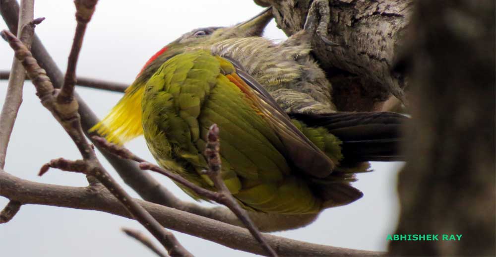 Yellownape Woodpecker