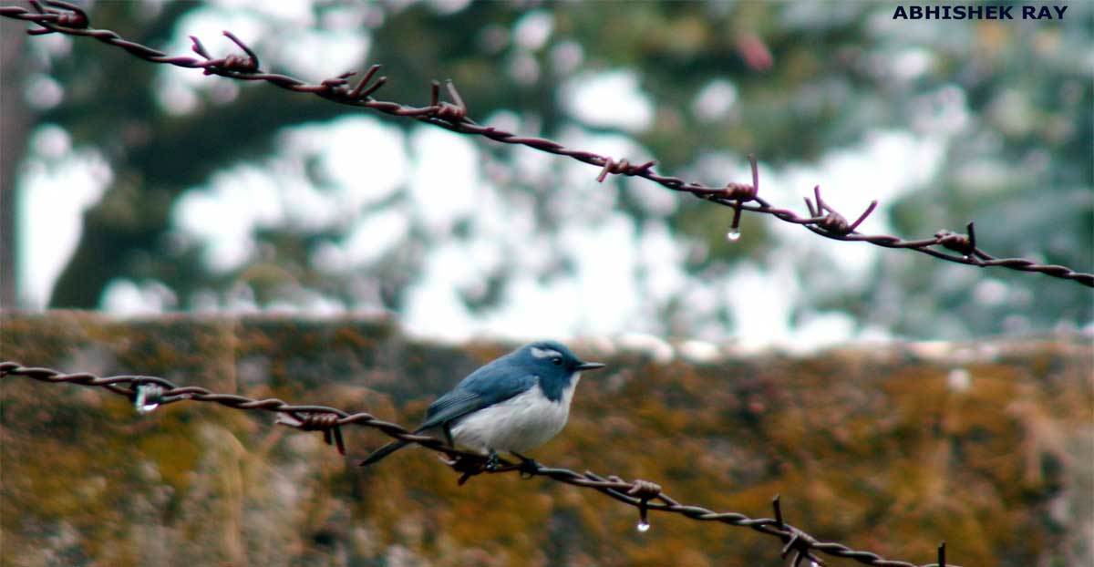 Ultramarine Flycatcher