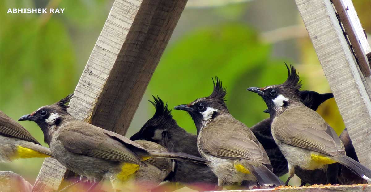 Bird Feast