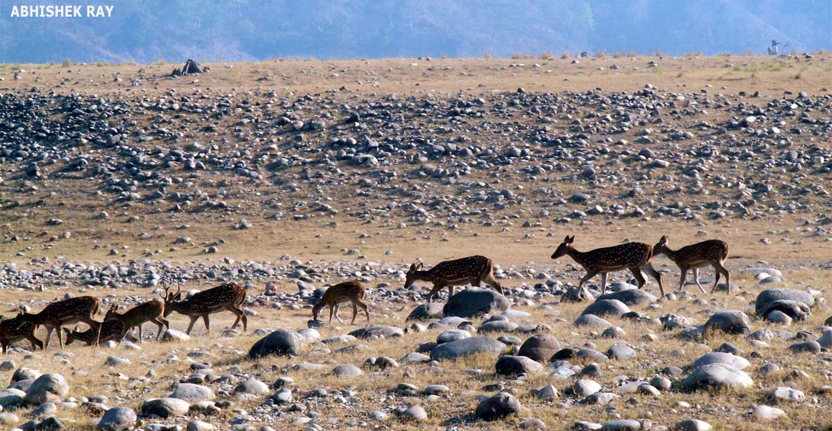 Chital Herd Grassland