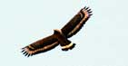Crested Serpent Eagle
