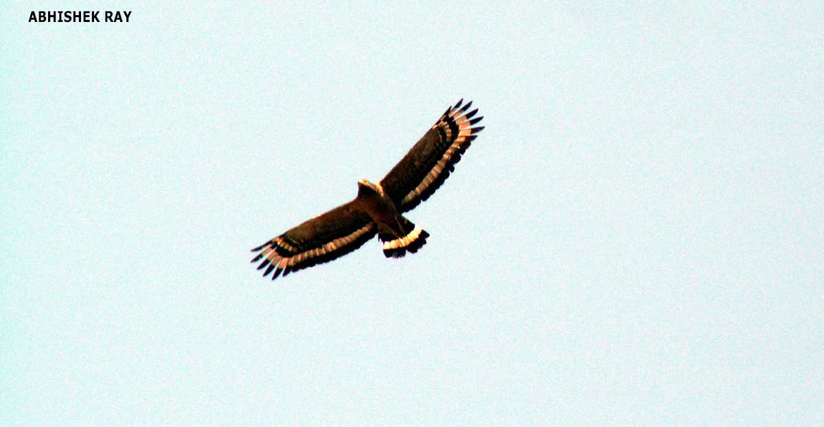 Crested Serpent Eagle