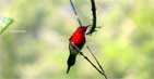 Crimson Sunbird