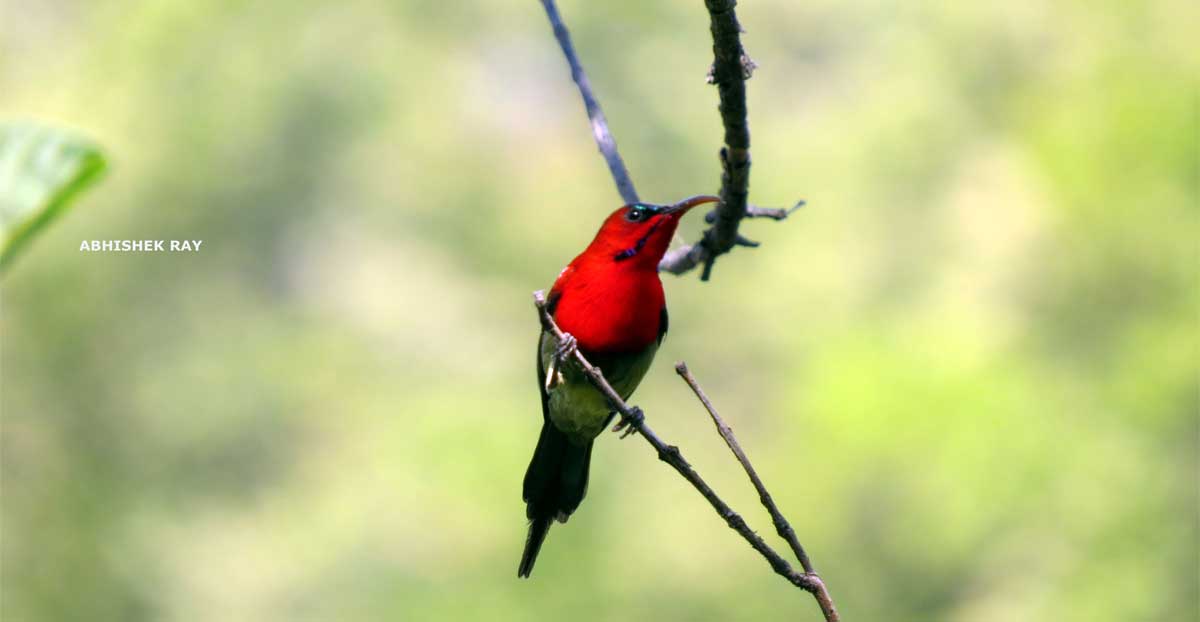 Crimson Sunbird