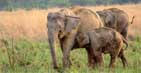 Mother Elephant with Calf