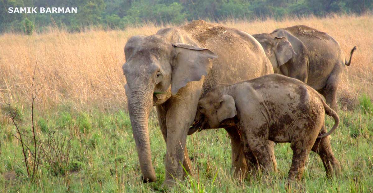 Mother Elephant with Calf