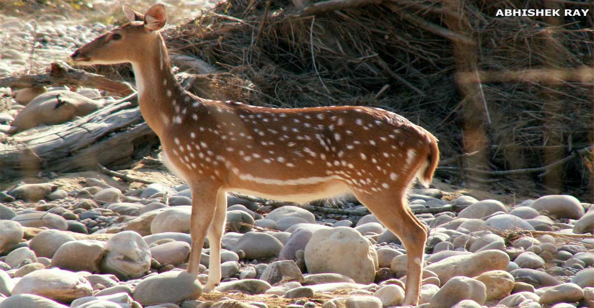 Female Chital