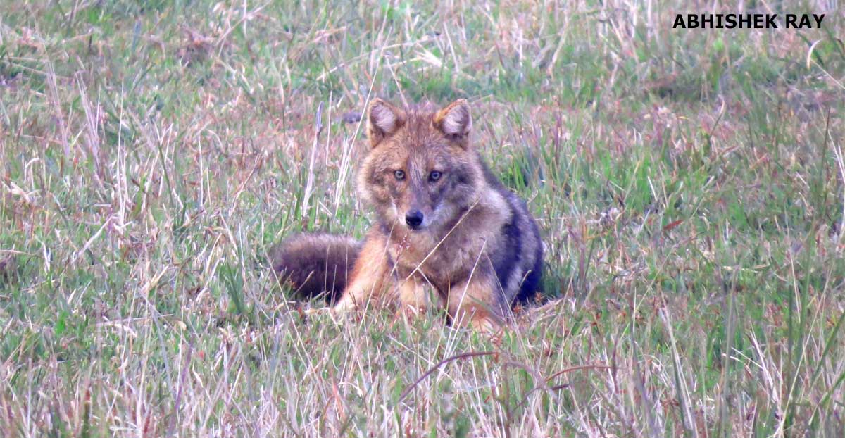 Golden Jackal