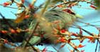 Green Billed Malkoha