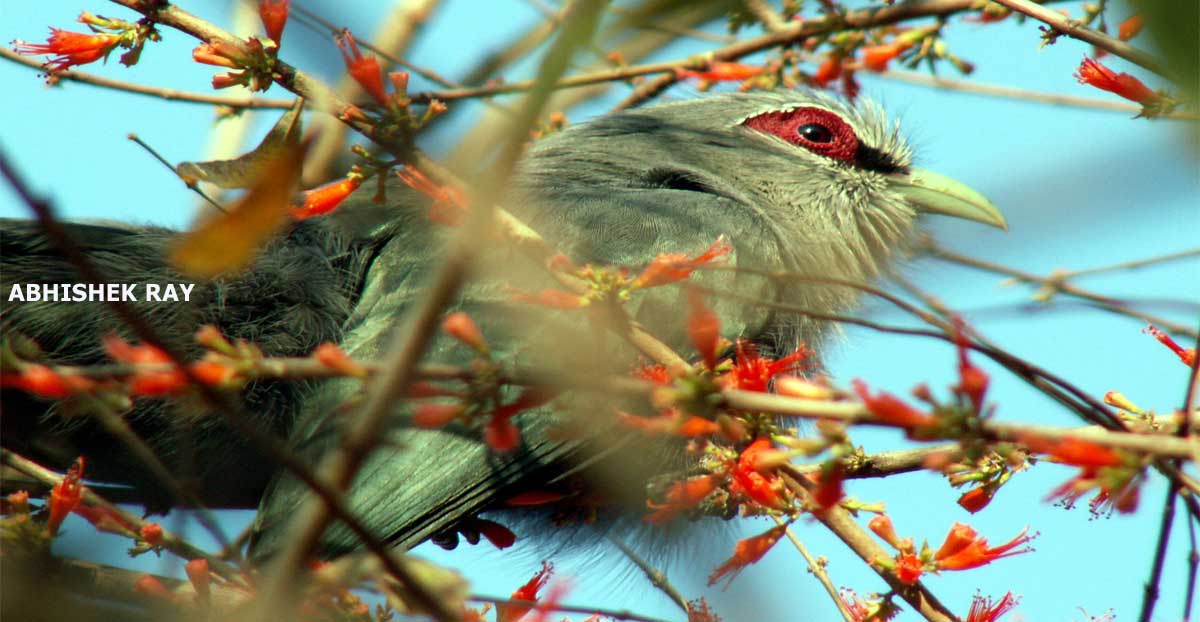 Green Billed Malkoha