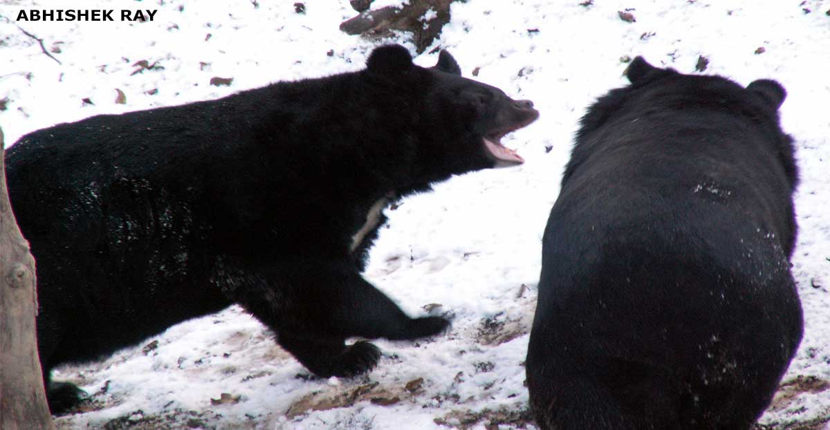 Himalayan Black Bear