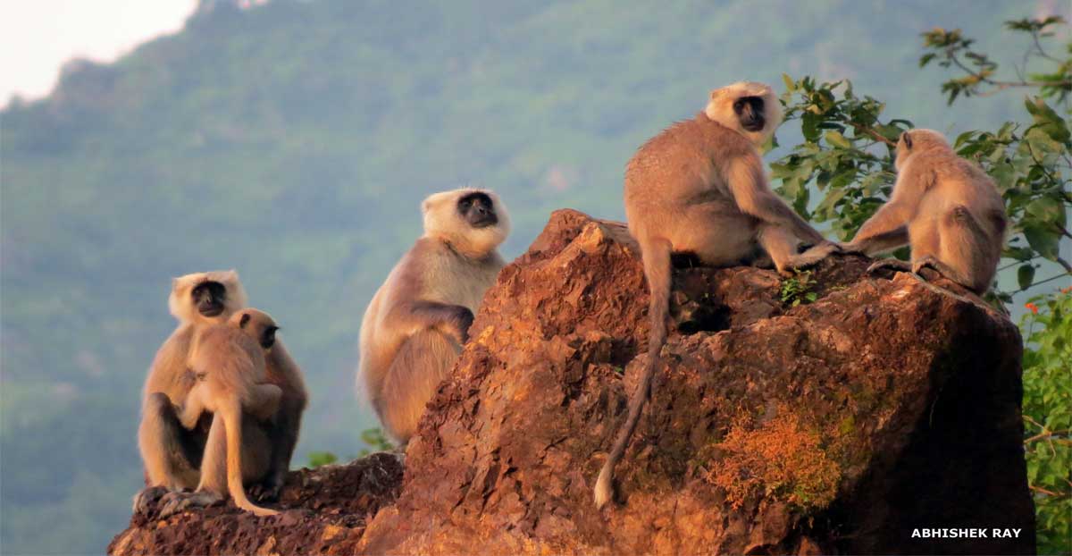 Langur Family at Sunset