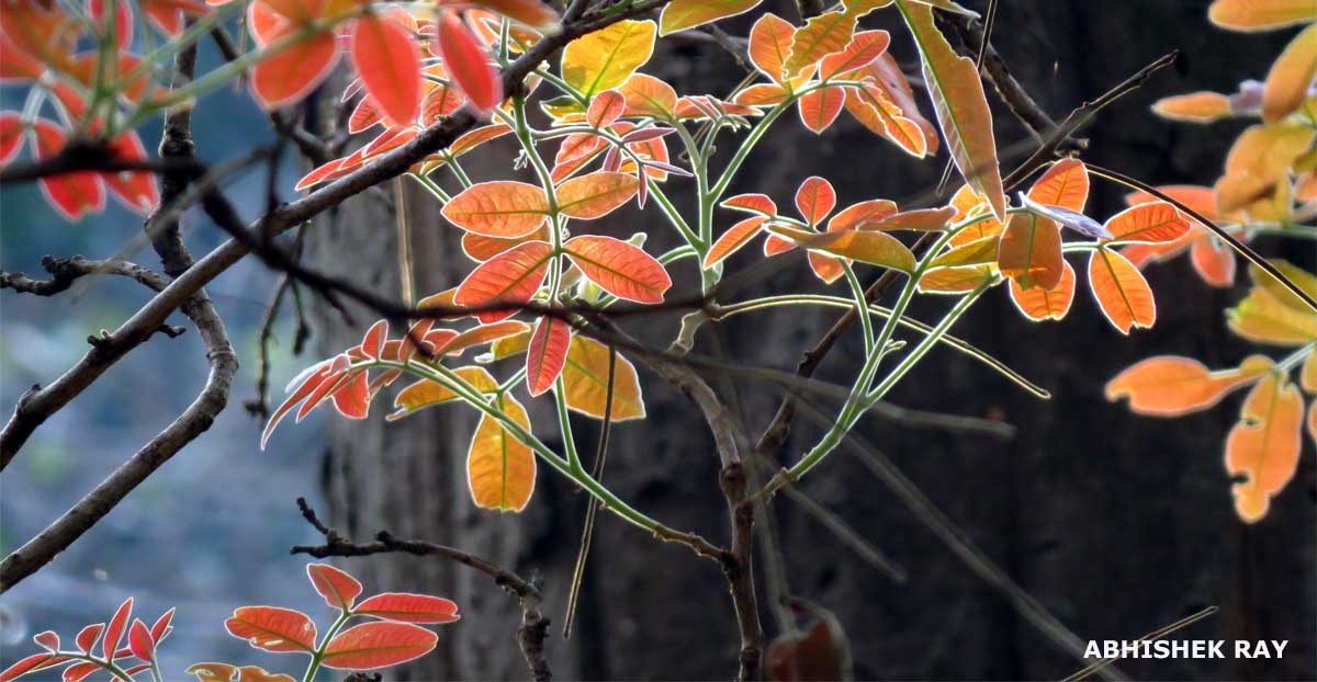 Amazing Leaves