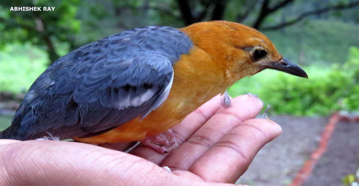 Orange Headed Thrush