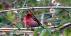 Rosefinch