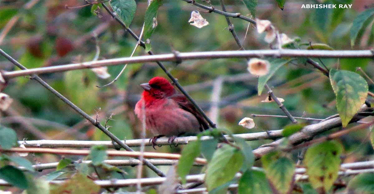 Rosefinch
