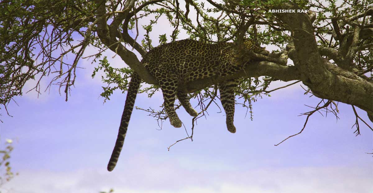 Leopard relaxing