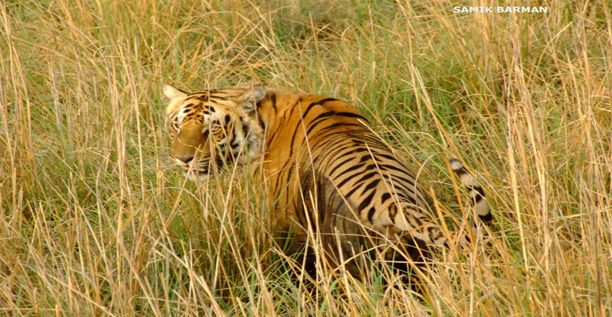 Royal Bengal Tiger