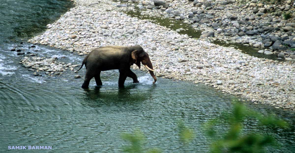 Tusker in Water